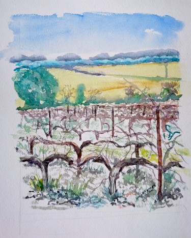 Les Vignes d’hiver, Autignac - Aquarelle